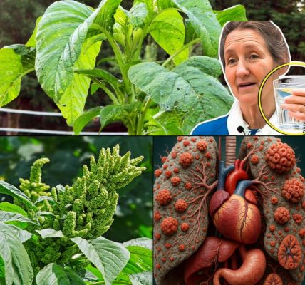 The Secret Superfood in Your Backyard: Why Pigweed Greens Deserve a Spot on Your Plate The Secret Superfood in Your Backyard: Why Pigweed Greens Deserve a Spot on Your Plate