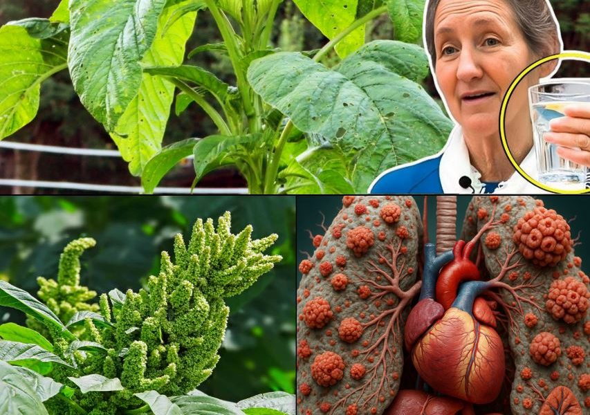 The Secret Superfood in Your Backyard: Why Pigweed Greens Deserve a Spot on Your Plate The Secret Superfood in Your Backyard: Why Pigweed Greens Deserve a Spot on Your Plate