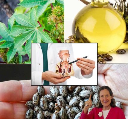 10 Surprising Ways Castor Leaves Can Support Your Natural Wellness Routine 10 Surprising Ways Castor Leaves Can Support Your Natural Wellness Routine