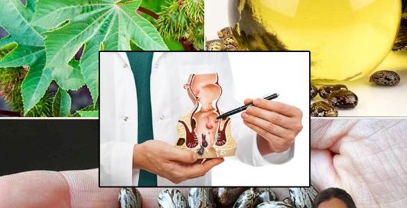 10 Surprising Ways Castor Leaves Can Support Your Natural Wellness Routine