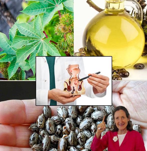 10 Surprising Ways Castor Leaves Can Support Your Natural Wellness Routine 10 Surprising Ways Castor Leaves Can Support Your Natural Wellness Routine