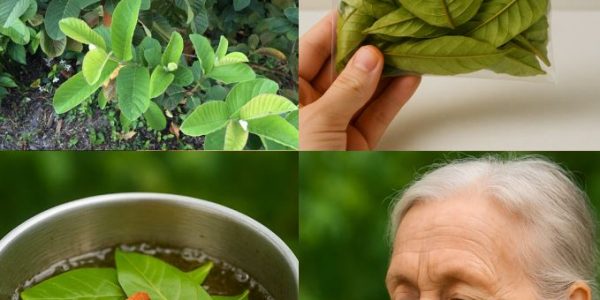 A Gentle Herbal Method to Support Kidney Health and Naturally Cleanse the Urinary System