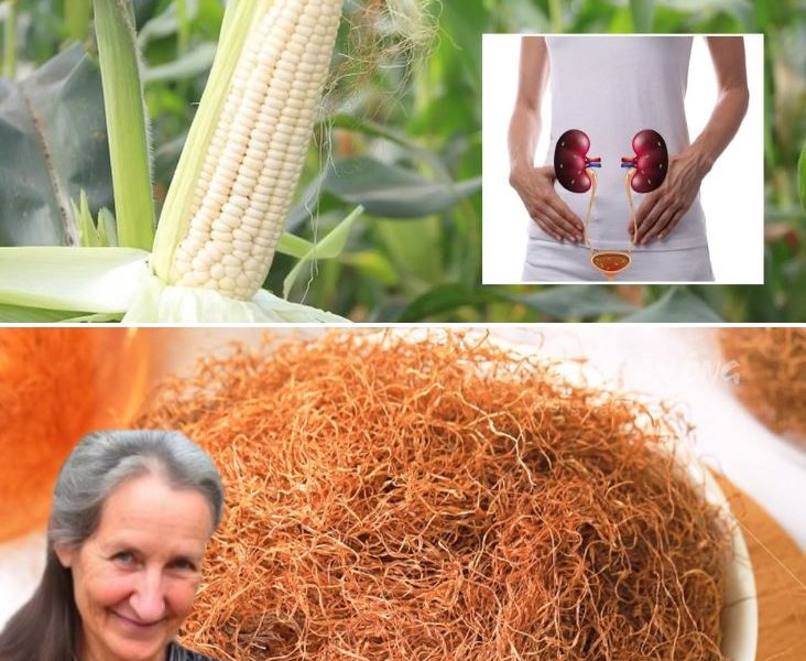 The Hidden Benefits of Corn Silk Tea: Why More Americans Are Turning to This Gentle Herbal Remedy