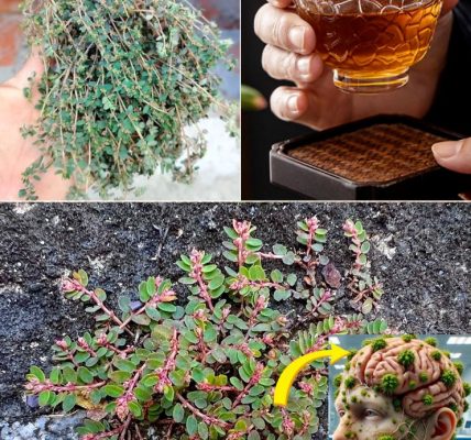 Euphorbia Thymifolia: The Tiny Plant with Powerful Wellness Benefits Euphorbia Thymifolia: The Tiny Plant with Powerful Wellness Benefits
