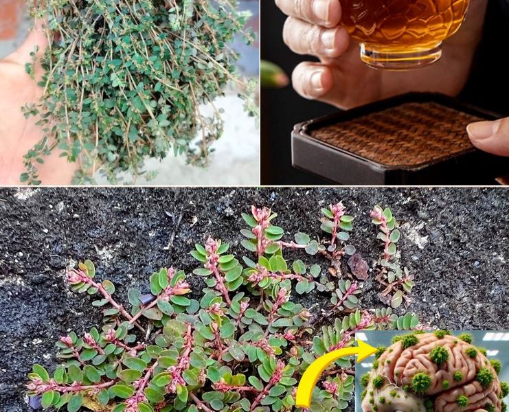 Euphorbia Thymifolia: The Tiny Plant with Powerful Wellness Benefits Euphorbia Thymifolia: The Tiny Plant with Powerful Wellness Benefits