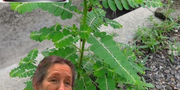 The Stone Breaker Plant: Nature’s Remedy for Kidney Stones