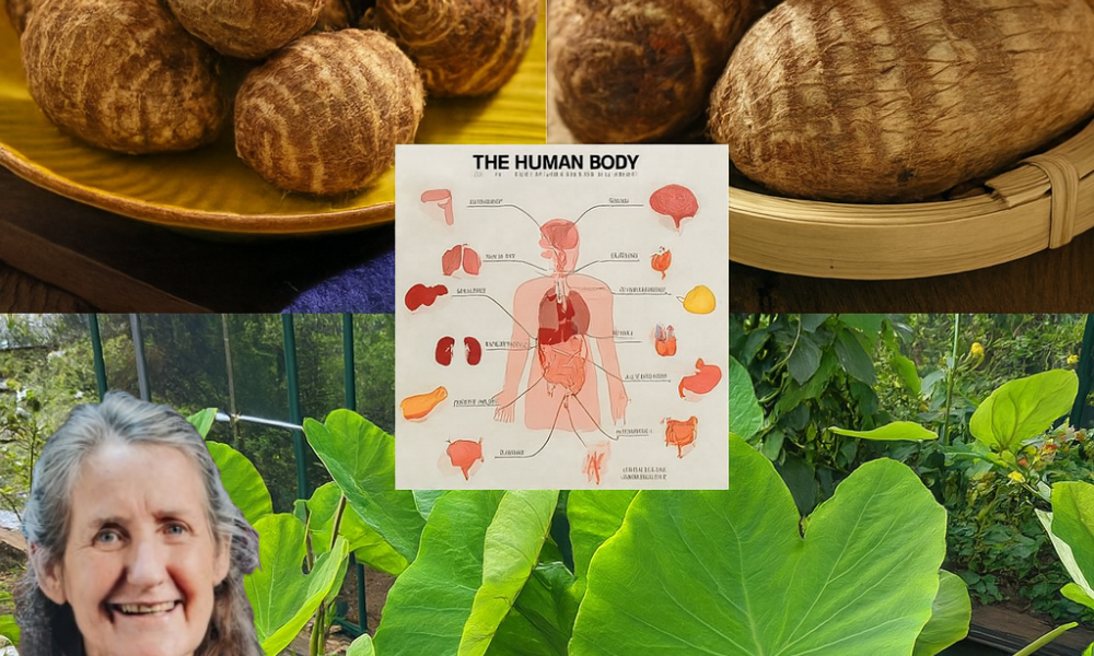 🌱 Taro Root Revealed: The Ultimate Superfood to Transform Your Health 🌱 Taro Root Revealed: The Ultimate Superfood to Transform Your Health