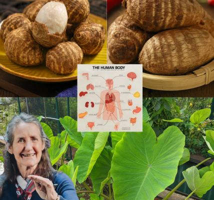 🌱 Taro Root Revealed: The Ultimate Superfood to Transform Your Health 🌱 Taro Root Revealed: The Ultimate Superfood to Transform Your Health