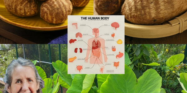 🌱 Taro Root Revealed: The Ultimate Superfood to Transform Your Health 🌱 Taro Root Revealed: The Ultimate Superfood to Transform Your Health