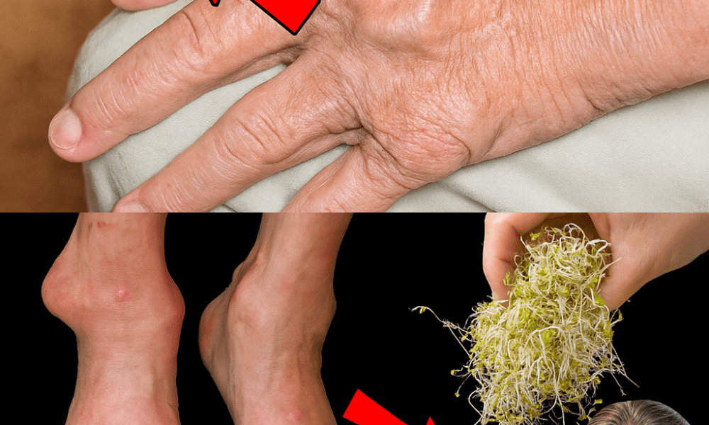 Unlock the Hidden Power of Alfalfa: Your Gentle Green Ally for Kidney and Joint Health 🌿 Unlock the Hidden Power of Alfalfa: Your Gentle Green Ally for Kidney and Joint Health 🌿