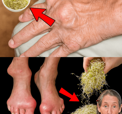 Unlock the Hidden Power of Alfalfa: Your Gentle Green Ally for Kidney and Joint Health 🌿 Unlock the Hidden Power of Alfalfa: Your Gentle Green Ally for Kidney and Joint Health 🌿