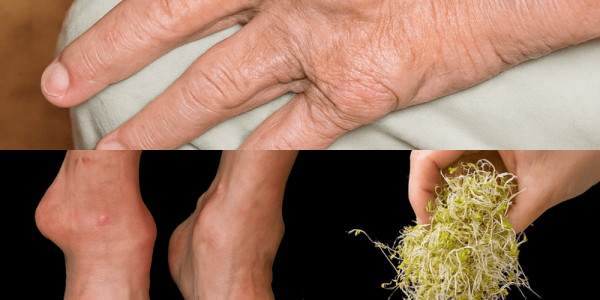 Unlock the Hidden Power of Alfalfa: Your Gentle Green Ally for Kidney and Joint Health 🌿