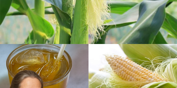 🌽 Unlock the Secret Power of Corn Silk: 30 Health Benefits to Transform Your Life