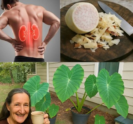 Taro Root: The Ancient Superfood Transforming Health and Sustainability Taro Root: The Ancient Superfood Transforming Health and Sustainability