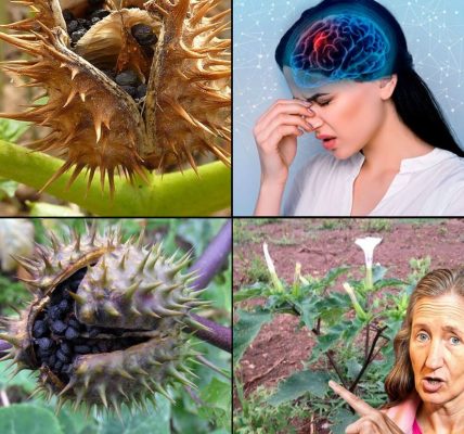 Datura Stramonium: Exploring Its Traditional Uses and Safety Precautions for Wellness Datura Stramonium: Exploring Its Traditional Uses and Safety Precautions for Wellness