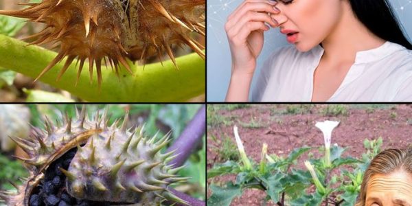 Datura Stramonium: Exploring Its Traditional Uses and Safety Precautions for Wellness