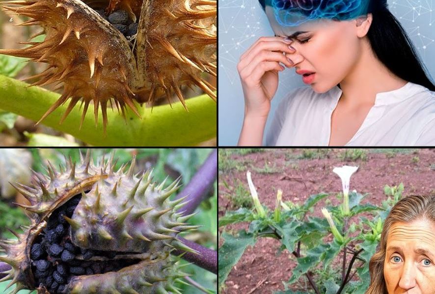Datura Stramonium: Exploring Its Traditional Uses and Safety Precautions for Wellness Datura Stramonium: Exploring Its Traditional Uses and Safety Precautions for Wellness
