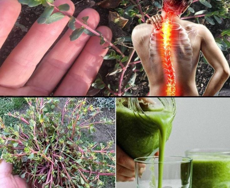 Purslane: The Humble Weed That Could Transform Your Health Purslane: The Humble Weed That Could Transform Your Health