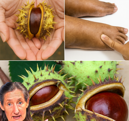 🌿 Horse Chestnut: Your Secret Weapon for Swollen Legs and Vibrant Health 🌿 Horse Chestnut: Your Secret Weapon for Swollen Legs and Vibrant Health