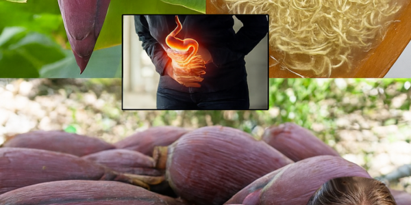 Unlock the Magic of Banana Blossom: A Nutrient-Packed Culinary Gem Unlock the Magic of Banana Blossom: A Nutrient-Packed Culinary Gem