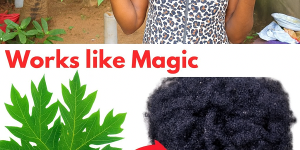 🌿 Papaya Leaves: The Secret Hair Growth Elixir You’ll Wish You Tried Sooner 🌿 Papaya Leaves: The Secret Hair Growth Elixir You’ll Wish You Tried Sooner