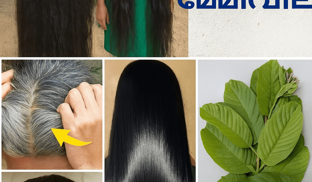 🌿 Transform Your Hair Overnight: The Guava Leaf Secret to Darker, Longer Locks 🌿 Transform Your Hair Overnight: The Guava Leaf Secret to Darker, Longer Locks