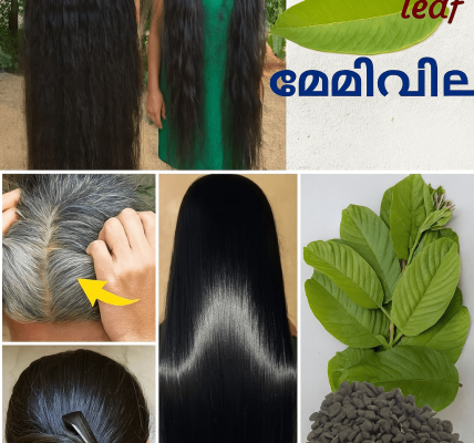 🌿 Transform Your Hair Overnight: The Guava Leaf Secret to Darker, Longer Locks 🌿 Transform Your Hair Overnight: The Guava Leaf Secret to Darker, Longer Locks