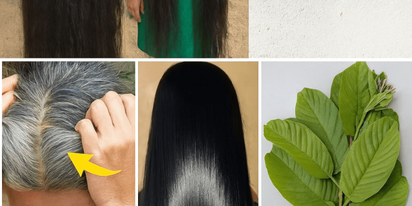 🌿 Transform Your Hair Overnight: The Guava Leaf Secret to Darker, Longer Locks