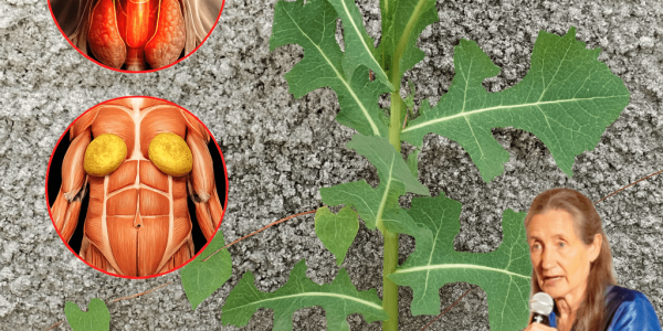 🌿 The Silver Sap Secret: Unveiling the Hidden Power of Wild Lettuce 🌿 The Silver Sap Secret: Unveiling the Hidden Power of Wild Lettuce