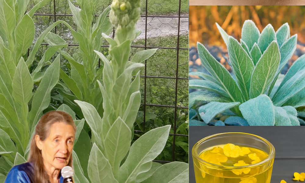 🌿 Mullein Leaves on Your Feet: The Ancient Healing Secret You Need to Try