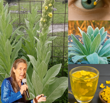 🌿 Mullein Leaves on Your Feet: The Ancient Healing Secret You Need to Try 🌿 Mullein Leaves on Your Feet: The Ancient Healing Secret You Need to Try