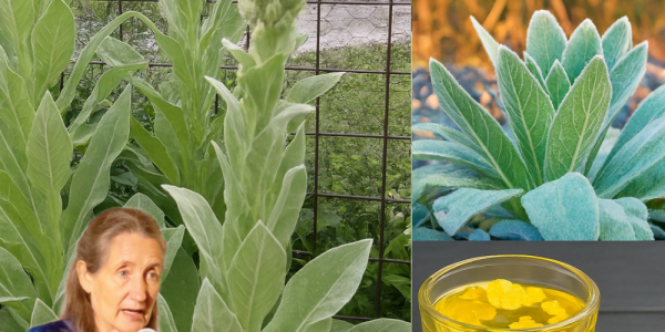 🌿 Mullein Leaves on Your Feet: The Ancient Healing Secret You Need to Try