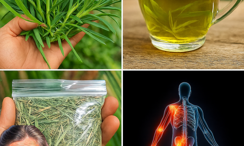 🌿 Goosegrass Unleashed: 30 Surprising Health Benefits of This Hidden Superweed! 🌿 Goosegrass Unleashed: 30 Surprising Health Benefits of This Hidden Superweed!