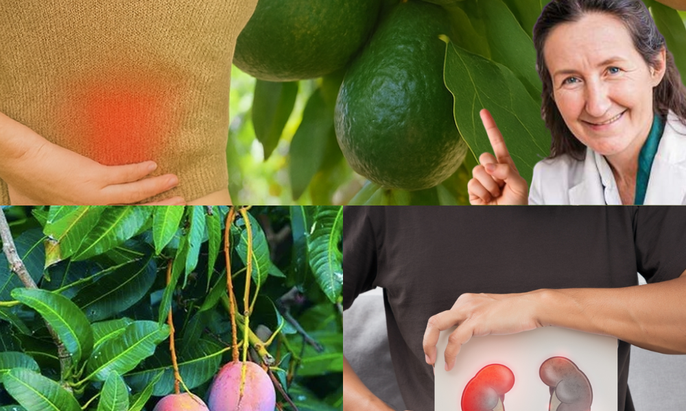 🌿 Discover the Hidden Power of Mango and Avocado Leaves for Vibrant Kidneys 🌿 Discover the Hidden Power of Mango and Avocado Leaves for Vibrant Kidneys