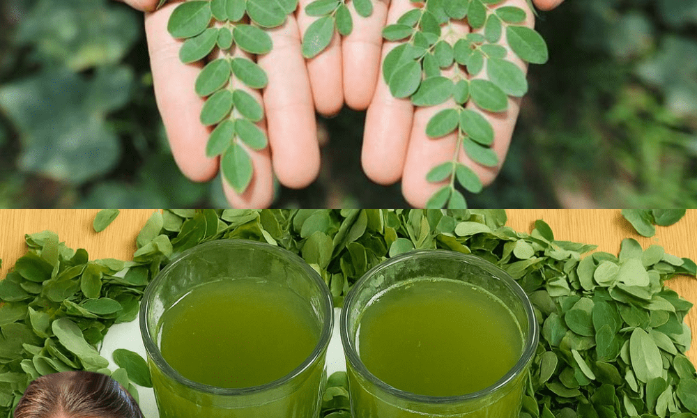 🌿 The Miracle Elixir: Unleash the Power of Moringa Juice for Vibrant Health 🌿 The Miracle Elixir: Unleash the Power of Moringa Juice for Vibrant Health