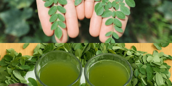 🌿 The Miracle Elixir: Unleash the Power of Moringa Juice for Vibrant Health