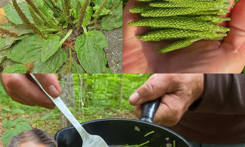 Discover the Hidden Power of Broadleaf Plantain: 30 Life-Changing Benefits & Easy Ways to Use It 🌿 Discover the Hidden Power of Broadleaf Plantain: 30 Life-Changing Benefits & Easy Ways to Use It 🌿