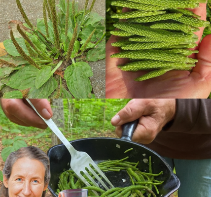 Discover the Hidden Power of Broadleaf Plantain: 30 Life-Changing Benefits & Easy Ways to Use It 🌿 Discover the Hidden Power of Broadleaf Plantain: 30 Life-Changing Benefits & Easy Ways to Use It 🌿