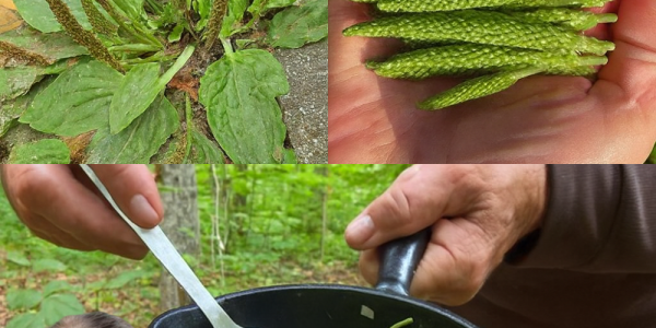 Discover the Hidden Power of Broadleaf Plantain: 30 Life-Changing Benefits & Easy Ways to Use It 🌿