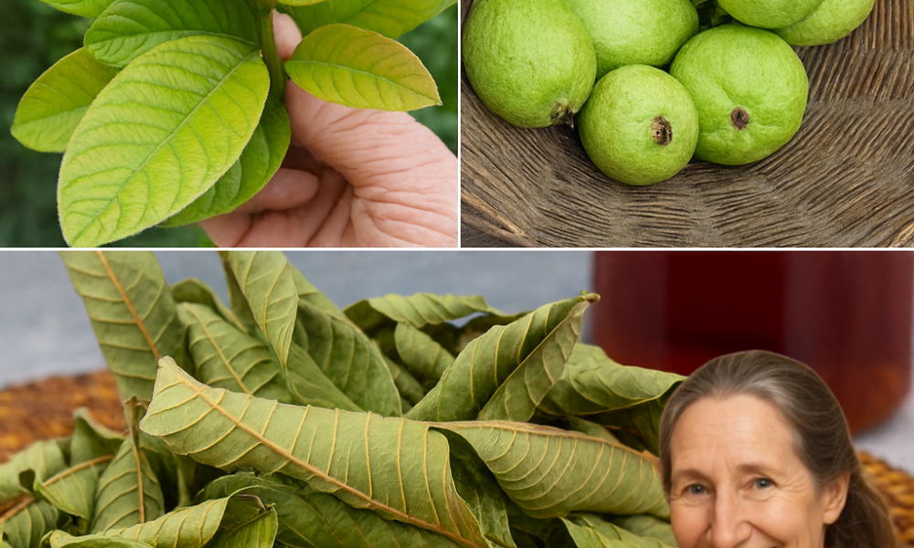 🌿 Discover the Hidden Power of Guava Leaves: Transform Your Hair, Skin, and Health 🌿 Discover the Hidden Power of Guava Leaves: Transform Your Hair, Skin, and Health