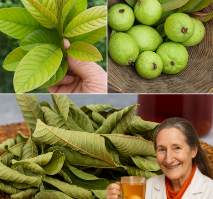 🌿 Discover the Hidden Power of Guava Leaves: Transform Your Hair, Skin, and Health 🌿 Discover the Hidden Power of Guava Leaves: Transform Your Hair, Skin, and Health
