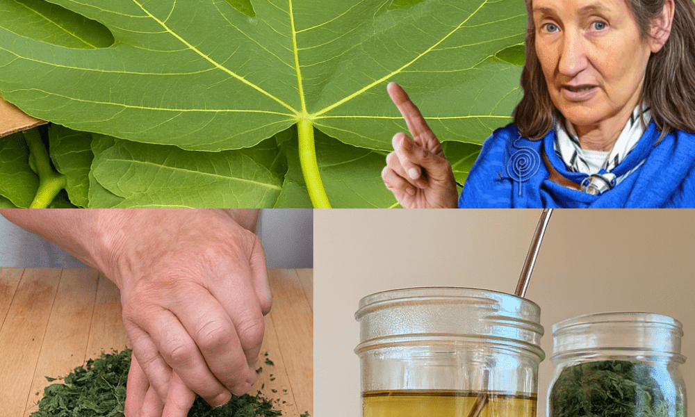 🌿 Unveiling the Power of Fig Leaves: 10 Hidden Health Benefits and How to Use Them 🌿 Unveiling the Power of Fig Leaves: 10 Hidden Health Benefits and How to Use Them
