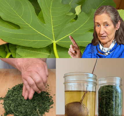 🌿 Unveiling the Power of Fig Leaves: 10 Hidden Health Benefits and How to Use Them 🌿 Unveiling the Power of Fig Leaves: 10 Hidden Health Benefits and How to Use Them
