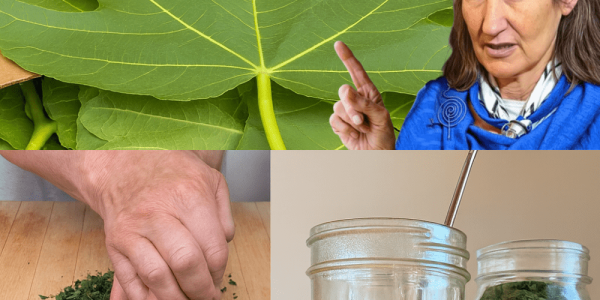 🌿 Unveiling the Power of Fig Leaves: 10 Hidden Health Benefits and How to Use Them