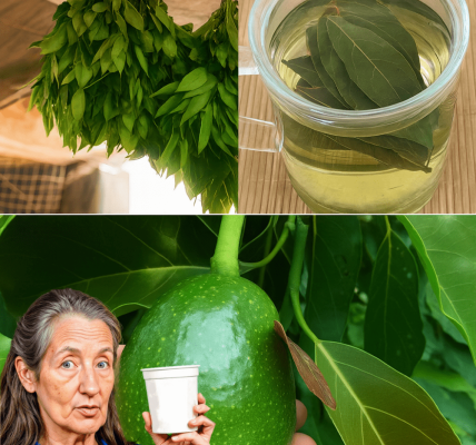 Unlock Nature’s Secret: The Astonishing Power of Avocado Leaf Tea for Vibrant Health! 🌿✨ Unlock Nature’s Secret: The Astonishing Power of Avocado Leaf Tea for Vibrant Health! 🌿✨