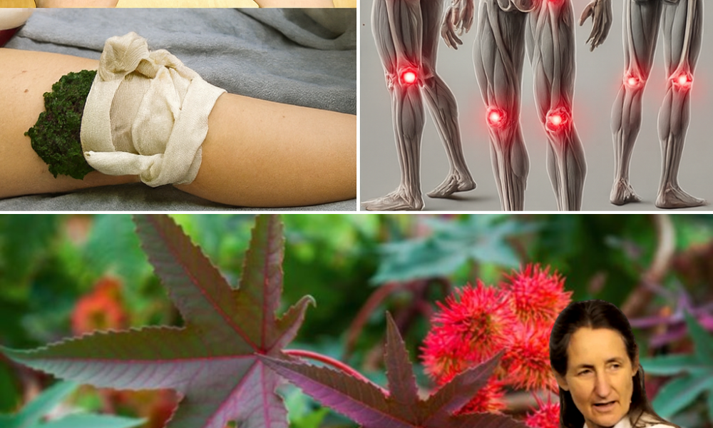 🌿 Unlocking the Hidden Power of Castor Leaves: A Natural Treasure in Your Backyard 🌿 Unlocking the Hidden Power of Castor Leaves: A Natural Treasure in Your Backyard