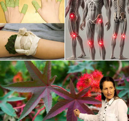 🌿 Unlocking the Hidden Power of Castor Leaves: A Natural Treasure in Your Backyard 🌿 Unlocking the Hidden Power of Castor Leaves: A Natural Treasure in Your Backyard