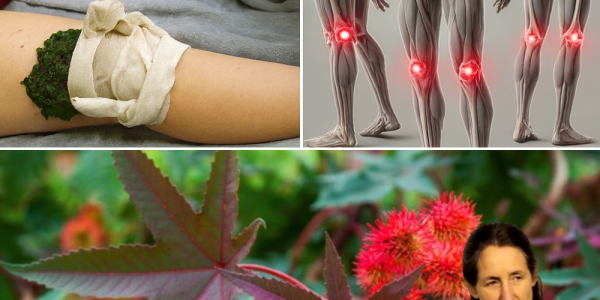 🌿 Unlocking the Hidden Power of Castor Leaves: A Natural Treasure in Your Backyard 🌿 Unlocking the Hidden Power of Castor Leaves: A Natural Treasure in Your Backyard