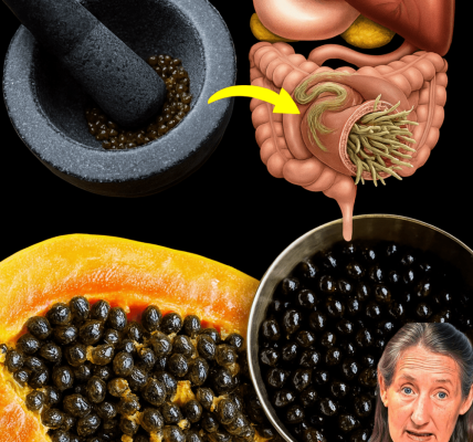 🌱 Unlock the Secret of Papaya Seeds: Your Gut’s Hidden Superhero 🌱 Unlock the Secret of Papaya Seeds: Your Gut’s Hidden Superhero