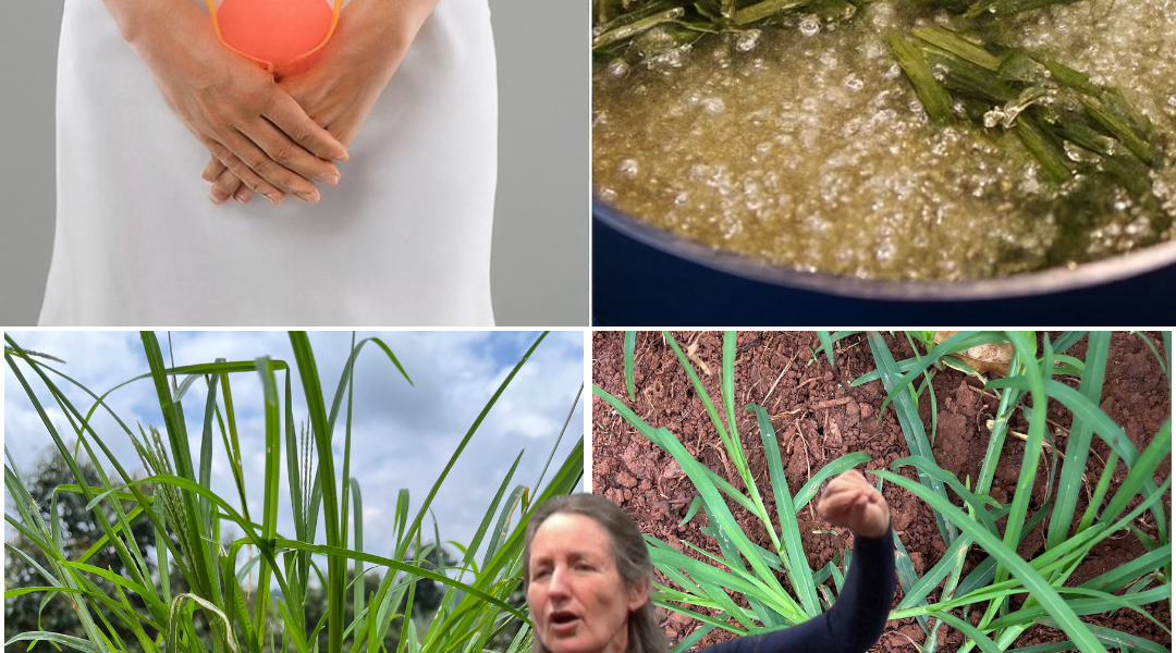 🌿 Unveil the Power of Goosegrass: Nature’s Hidden Health Gem 🌿 Unveil the Power of Goosegrass: Nature’s Hidden Health Gem